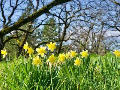 Spring in the UK