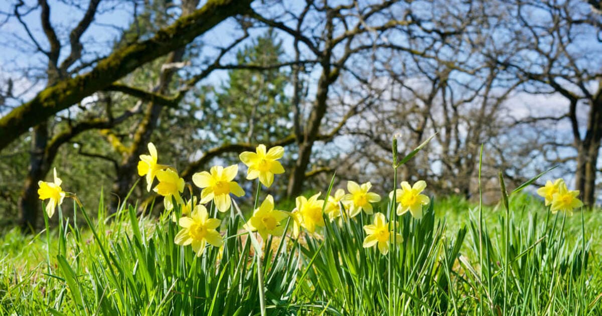 Spring in the UK